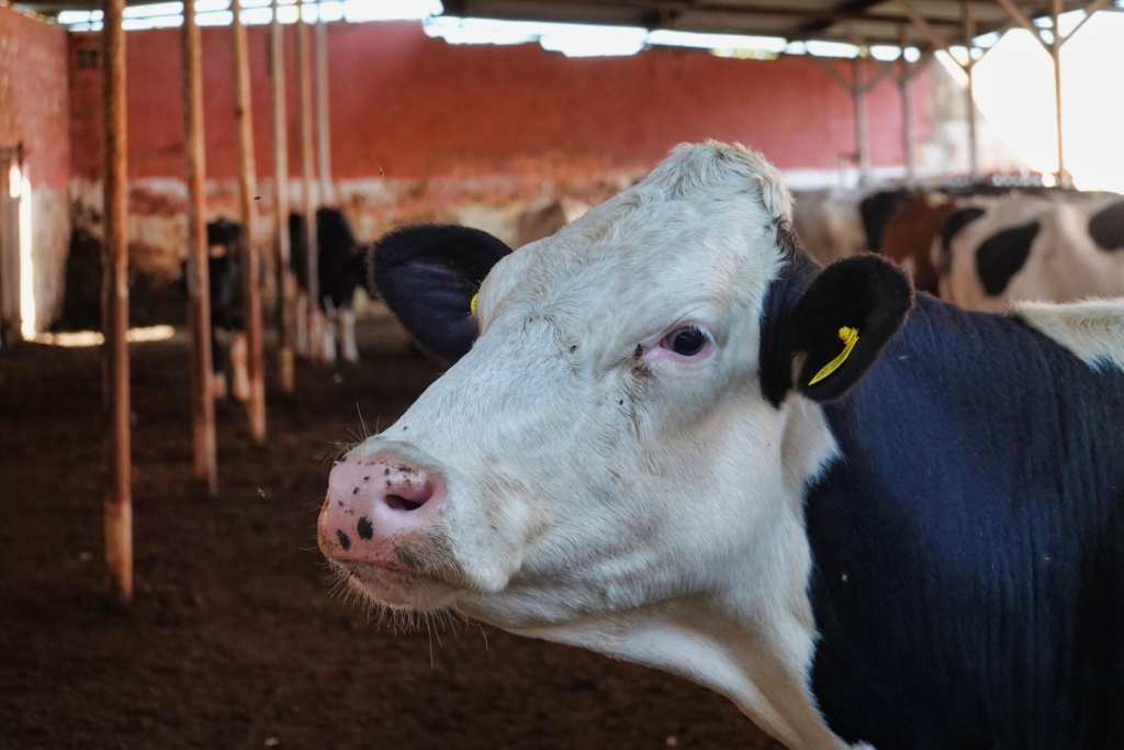 В Вологодскую область привезли племенных голштинских бычков