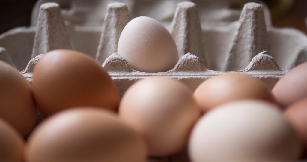 Учёные из Ивановской области разработали способ повышения эффективности производства яиц и мяса птицы